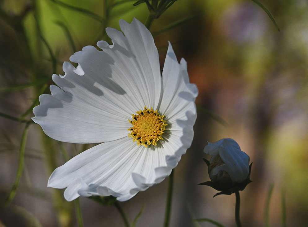 White flower with a yellow center and a softly blurred garden background