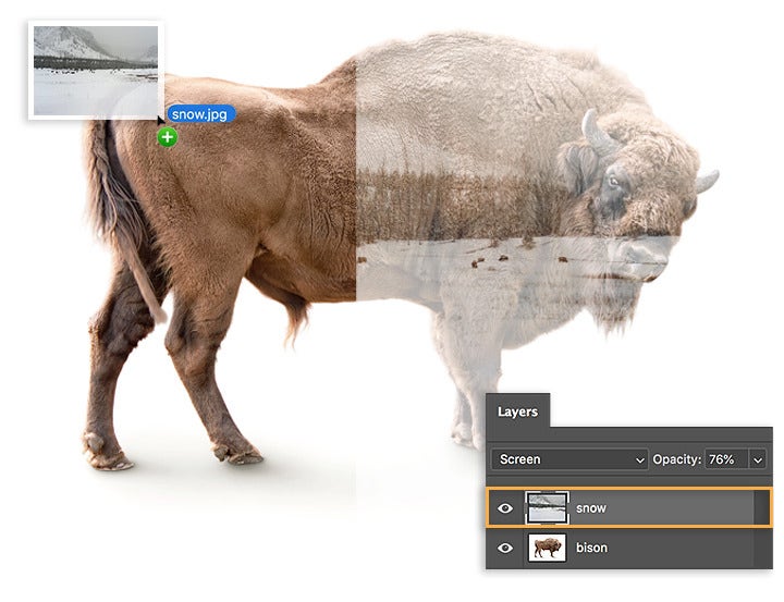 Adobe example with original bison on the left, snow overlay thumbnail, blended bison on the right and Screen at 76 percent opacity.