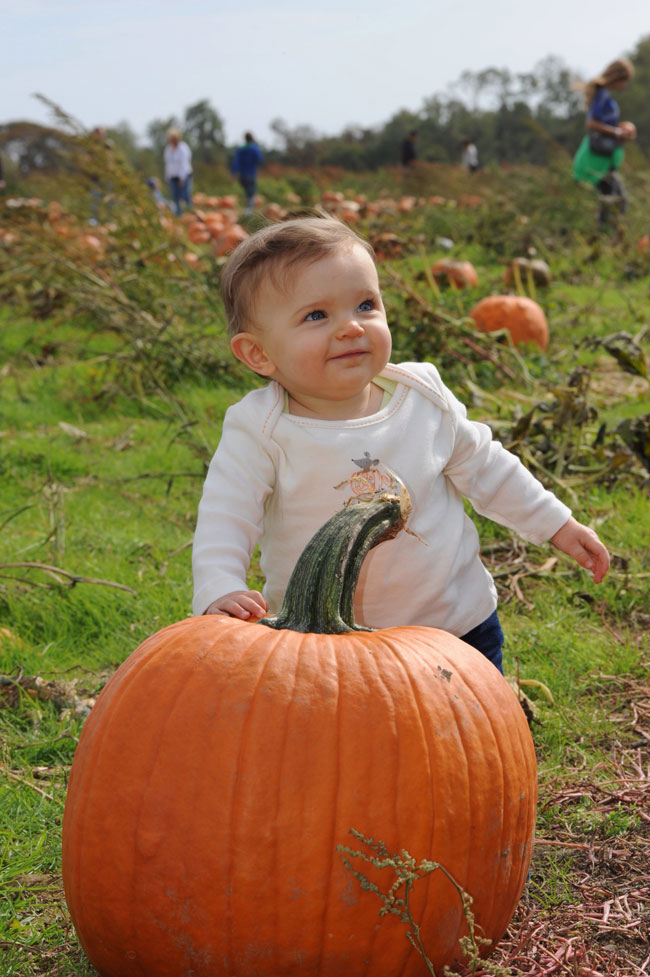 A baby behind a large orange pumpkin in a green pumpkin field, with people farther away