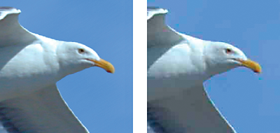 Adobe’s seagull JPEG comparison: smoother detail on the left and conspicuous block artifacts on the right