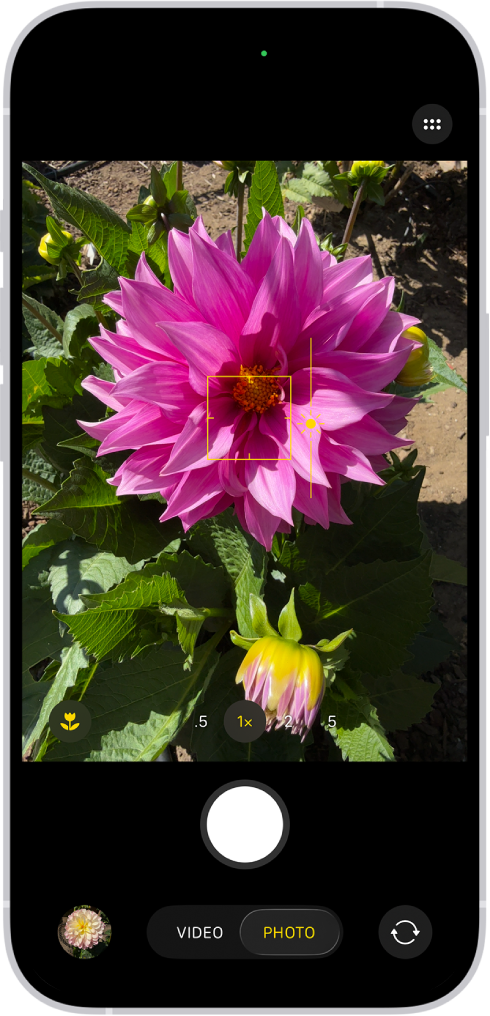 Apple Camera example with a focus box and sun exposure control on a pink flower