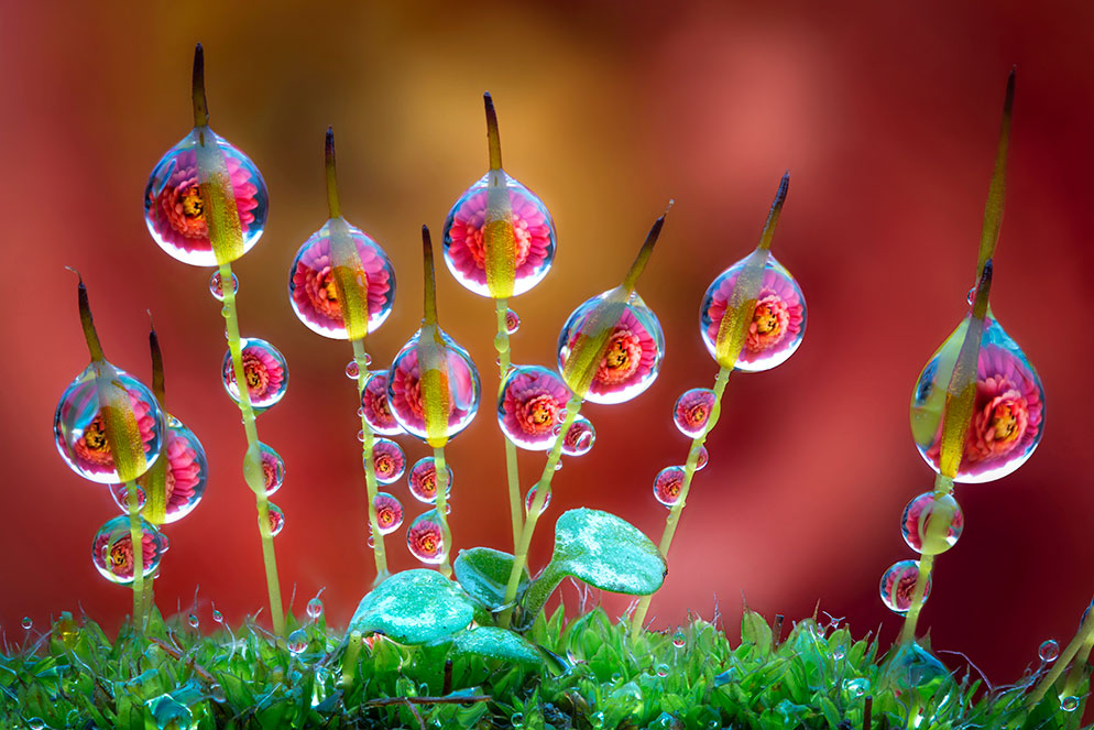 Green moss stems and round water droplets against a soft colored background in Alberto Ghizzi Panizza’s photograph