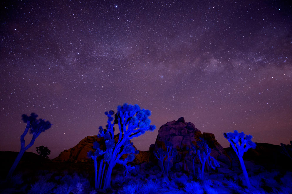 Blue-lit Joshua trees and rocks beneath a star-filled purple night sky