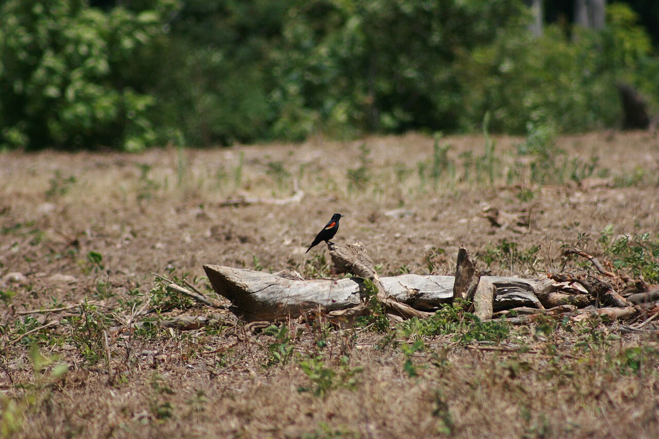 Small red-winged blackbird perched on a fallen log in an open grassy area with trees behind