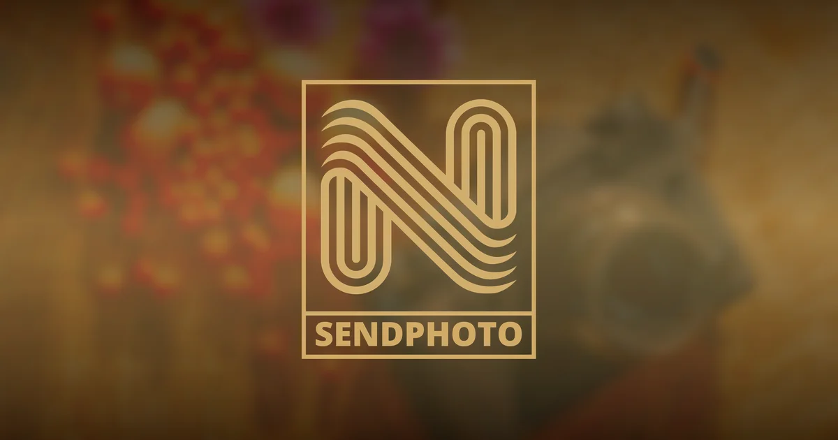 Professional photographer viewing elegant client photo gallery on laptop